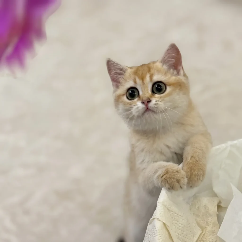 adorable golden british shorthair kitten photo source for custom cat portrait charm