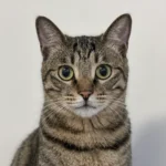 close up photograph of a brown tabby cat with large green eyes for custom pet portrait inspiration