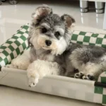 cute schnauzer dog relaxing in bed photo source for custom pet jewelry portrait