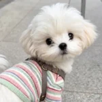 cute white maltese dog wearing striped sweater photo source for custom pet jewelry